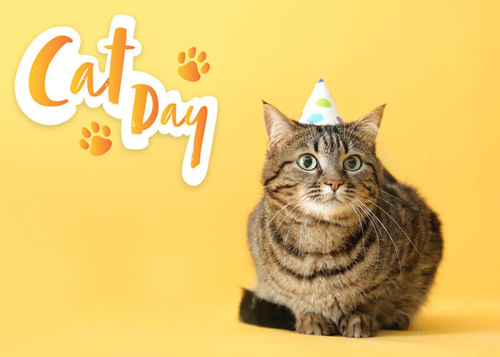 猫の日の大人気グッズは何がある？2月22日の猫の日をお祝いする各企業の企画やノベルティグッズを紹介！